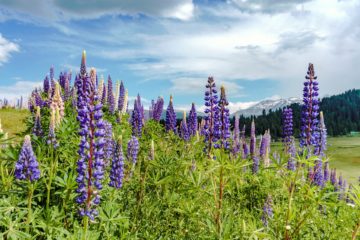 Wandern in Gulmarg in Kaschmir, Indien, Himalaya - Blumen auf Bergwiese