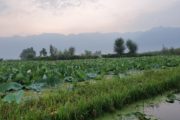 Wandern Indien - Lotus auf dem Dal Lake in Srinagar, Kaschmir