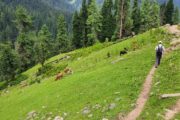 Wandern Indien - Lidderwat Trek in Aru Valley Pahalgam, Kaschmir